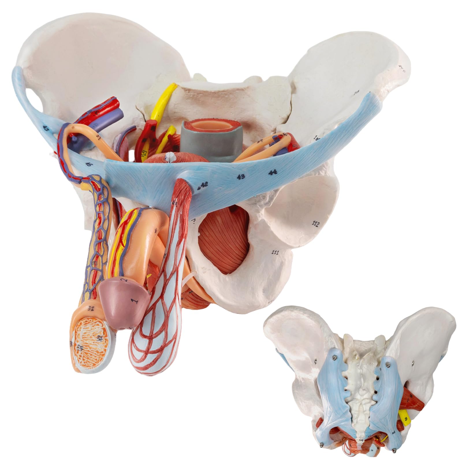 【ラプンツェル様用】ATAVISM / PUTREFIED GENITALIA Amazon.com: HADWYN 11 Part Life Size Male Pelvis Model with